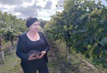 На Тернопільщині урожай винограду збирають медсестри місцевої лікарні