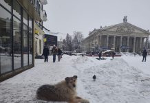 Директор площі: як тернопільський пес Компот розчарував прихильників драми