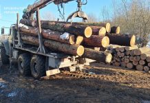 Як посадовці у заповіднику «Медобори» «напиляли» збитків на 5 мільйонів